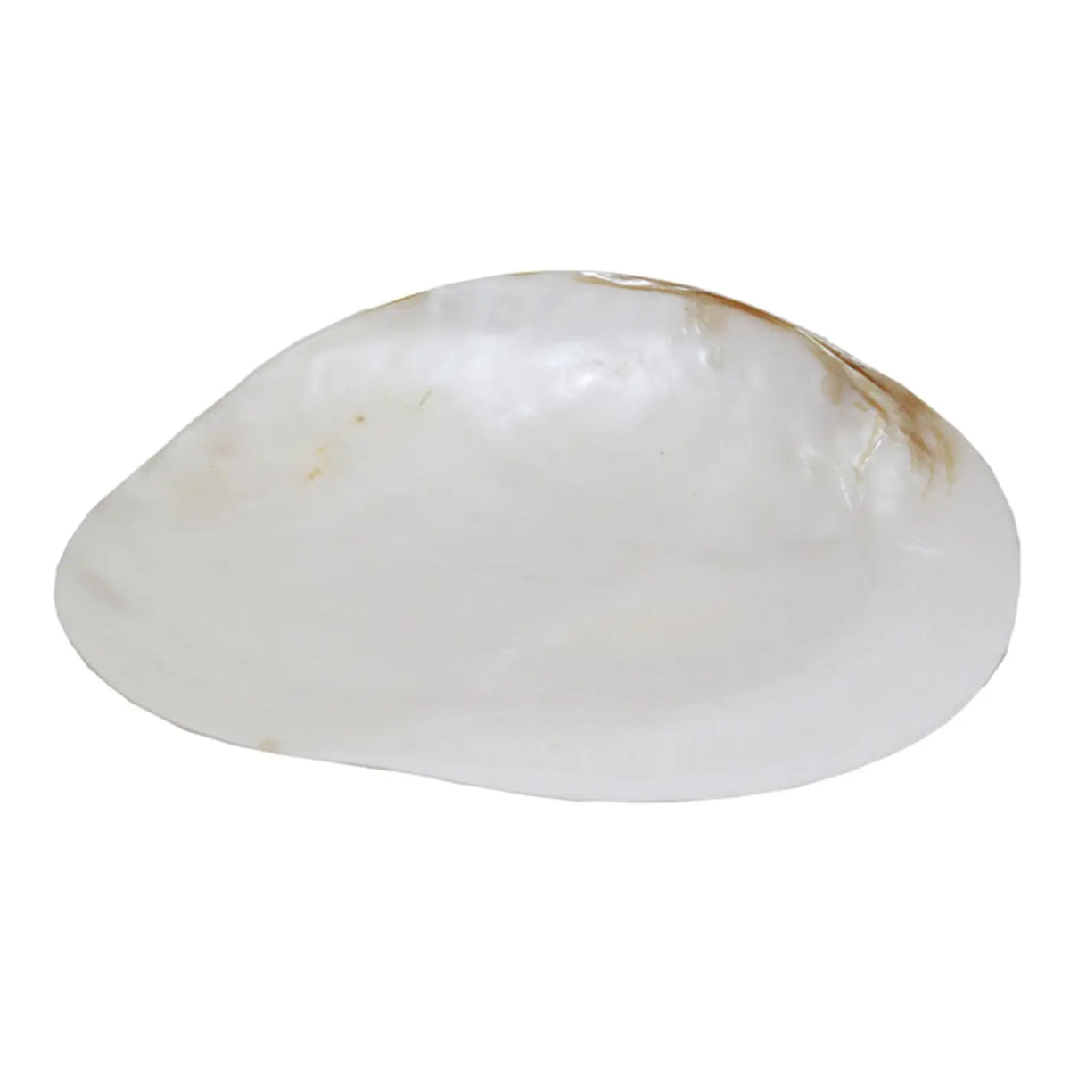 Sale Large Shell Trinket Dish