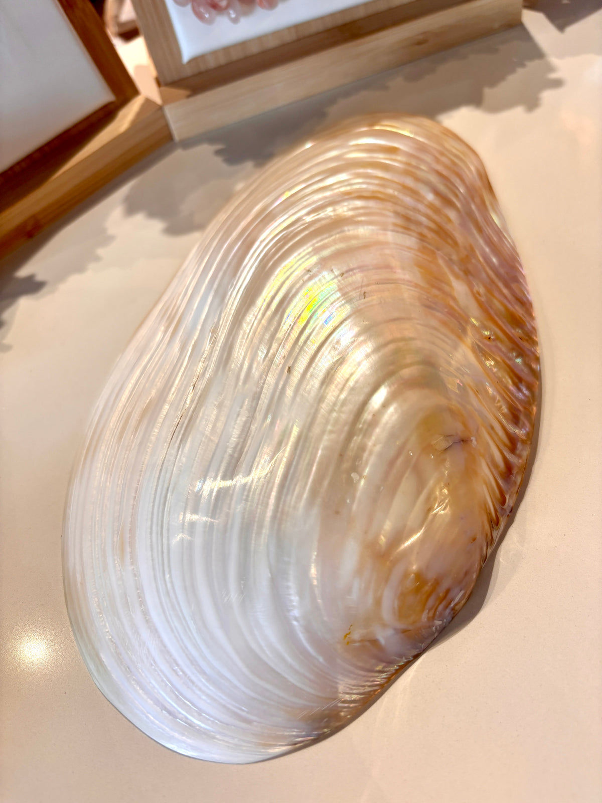 Large Shell Trinket Dish Apprx. 9"x5"